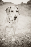 Picture of dog in dunes