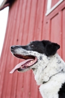 Picture of dog in front of barn