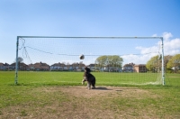 Picture of Dog in front of goal watching football