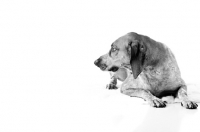 Picture of dog in profile on white background