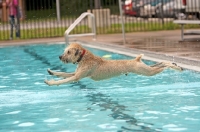 Picture of dog jumping into swimming pool