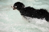 Picture of dog jumping into water