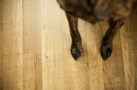 Picture of dog legs, standing on wooden floor