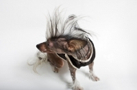 Picture of Dog looking away from camera, hair is mohawk style