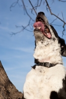 Picture of dog, looking up at tree