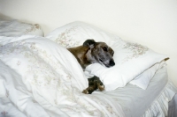 Picture of dog lying in bed with sheets, pillow and duvet