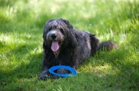 Picture of Dog lying in grass, resting, with toy at feet