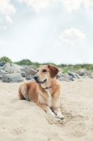 Picture of dog lying on beach