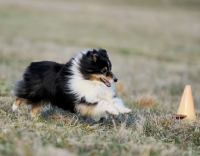 Picture of dog lying on grass