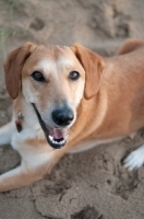 Picture of Dog lying on sand