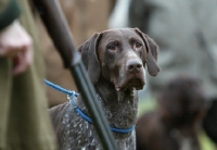 Picture of dog near gun