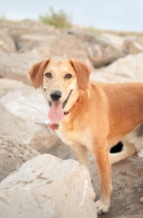Picture of dog near rocks