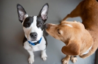 Picture of dog nuzzling another dog