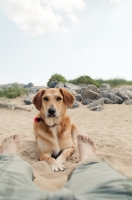 Picture of dog on beach with owner