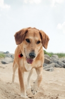 Picture of dog on beach