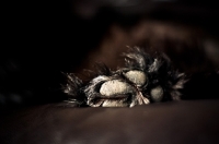 Picture of Dog paw on couch