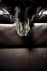 Picture of Dog paws on couch