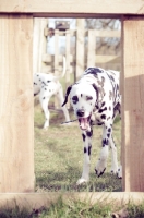 Picture of Dog playfully yawning behind a styal whilst on a walk