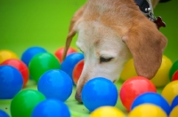 Picture of dog playing mental stimulation games, looking for treats in a box full of colored balls