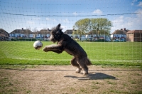 Picture of Dog playing with football in front of goal