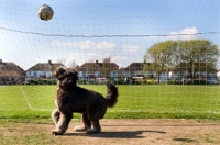 Picture of Dog playing with football