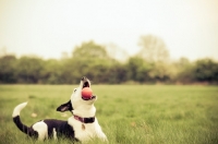 Picture of dog playing with red ball