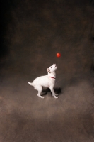 Picture of dog playing with red ball