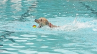 Picture of dog retrieving ball in pool