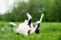 Picture of dog rolling in grass
