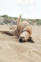 Picture of dog rolling in sand