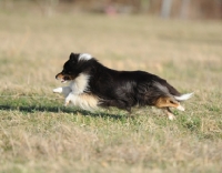 Picture of dog running in countryside