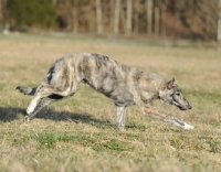 Picture of dog running in countryside