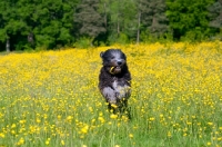 Picture of Dog running in field of buttercups, toy in mouth
