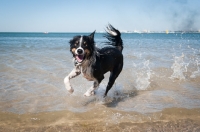 Picture of dog running on shoreline