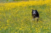 Picture of Dog running through buttercup field