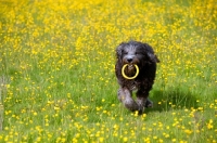 Picture of Dog running through field of buttercups, toy in mouth