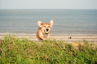 Picture of dog running up dune