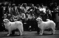 Picture of dog show 1979