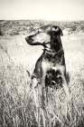 Picture of dog sitting in field