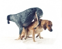 Picture of dog sitting on another dog in studio