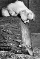Picture of Dog sitting on log and looking down at mouse