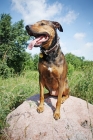 Picture of dog sitting on rock