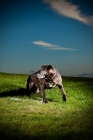 Picture of Dog sitting with one paw up and looking aside