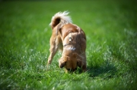 Picture of dog smelling in a field of grass