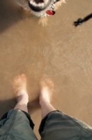 Picture of dog standing in sea with owner