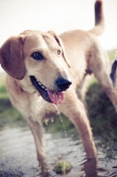 Picture of dog standing in water