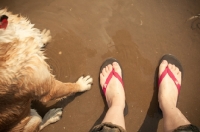 Picture of dog standing on beach with owner