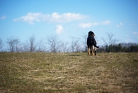 Picture of dog standing on top of a hill in a countryside setting