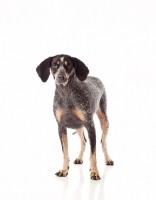 Picture of dog standing on white background looking at camera