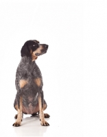 Picture of dog standing on white background looking aside